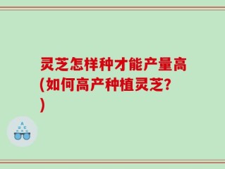 灵芝怎样种才能产量高(如何高产种植灵芝？)