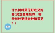 什么树种灵芝好吃又好养(灵芝美味易养：哪种树种更适合种植灵芝？)