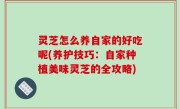 灵芝怎么养自家的好吃呢(养护技巧：自家种植美味灵芝的全攻略)