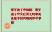灵芝孢子光镜图？灵芝孢子究竟在灵芝的伞面还是伞底有相关参考书籍