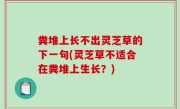 粪堆上长不出灵芝草的下一句(灵芝草不适合在粪堆上生长？)