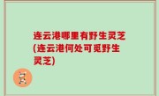 连云港哪里有野生灵芝(连云港何处可觅野生灵芝)