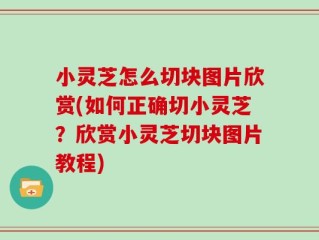 小灵芝怎么切块图片欣赏(如何正确切小灵芝？欣赏小灵芝切块图片教程)