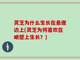 灵芝为什么生长在悬崖边上(灵芝为何喜欢在峭壁上生长？)