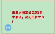 家里太潮湿长灵芝(家中潮湿，灵芝茁壮生长)