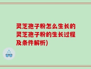 灵芝孢子粉怎么生长的灵芝孢子粉的生长过程及条件解析)