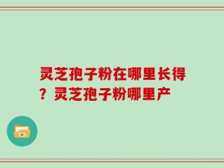 灵芝孢子粉在哪里长得？灵芝孢子粉哪里产