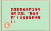 灵芝有救命妙药之称吗图片(灵芝：“救命妙药”？它究竟有多神奇？)