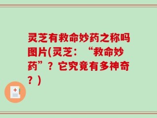 灵芝有救命妙药之称吗图片(灵芝：“救命妙药”？它究竟有多神奇？)