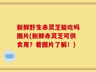 新鲜野生赤灵芝能吃吗图片(新鲜赤灵芝可供食用？看图片了解！)