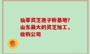 仙草灵芝孢子粉基地？山东最大的灵芝加工，收购公司