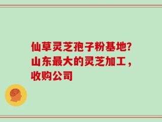 仙草灵芝孢子粉基地？山东最大的灵芝加工，收购公司