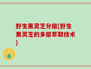 野生黑灵芝分层(野生黑灵芝的多层萃取技术)