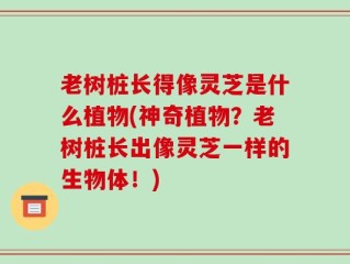 老树桩长得像灵芝是什么植物(神奇植物？老树桩长出像灵芝一样的生物体！)