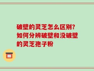 破壁的灵芝怎么区别？如何分辨破壁和没破壁的灵芝孢子粉