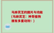 马蹄灵芝的图片与功能(马蹄灵芝：神奇植物拥有多重功效！)