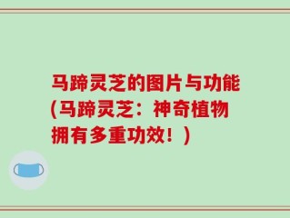马蹄灵芝的图片与功能(马蹄灵芝：神奇植物拥有多重功效！)