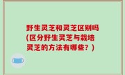 野生灵芝和灵芝区别吗(区分野生灵芝与栽培灵芝的方法有哪些？)