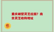 重庆破壁灵芝庄园？南京灵芝收购地址