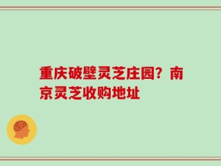 重庆破壁灵芝庄园？南京灵芝收购地址