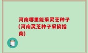 河南哪里能采灵芝种子(河南灵芝种子采摘指南)