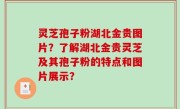 灵芝孢子粉湖北金贵图片？了解湖北金贵灵芝及其孢子粉的特点和图片展示？