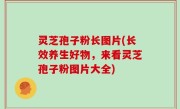 灵芝孢子粉长图片(长效养生好物，来看灵芝孢子粉图片大全)