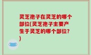灵芝孢子在灵芝的哪个部位(灵芝孢子主要产生于灵芝的哪个部位？)