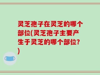 灵芝孢子在灵芝的哪个部位(灵芝孢子主要产生于灵芝的哪个部位？)
