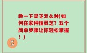 教一下灵芝怎么种(如何在家种植灵芝？五个简单步骤让你轻松掌握！)