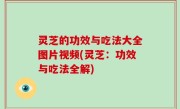 灵芝的功效与吃法大全图片视频(灵芝：功效与吃法全解)