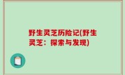 野生灵芝历险记(野生灵芝：探索与发现)