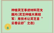 种植灵芝事迹材料范文图片(灵芝种植大赛冠军：用技术让灵芝呈“云卷云舒”之态)