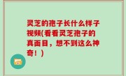 灵芝的孢子长什么样子视频(看看灵芝孢子的真面目，想不到这么神奇！)