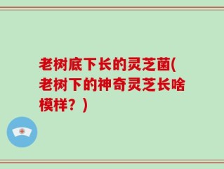 老树底下长的灵芝菌(老树下的神奇灵芝长啥模样？)