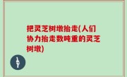 把灵芝树墩抬走(人们协力抬走数吨重的灵芝树墩)