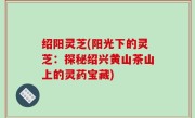 绍阳灵芝(阳光下的灵芝：探秘绍兴黄山茶山上的灵药宝藏)