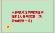 人参跟灵芝的功效区别图片(人参与灵芝：功效和区别一览)