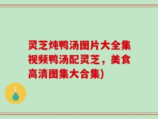 灵芝炖鸭汤图片大全集视频鸭汤配灵芝，美食高清图集大合集)
