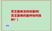 灵芝菌棒怎样放菌种(灵芝菌棒的菌种如何接种？)