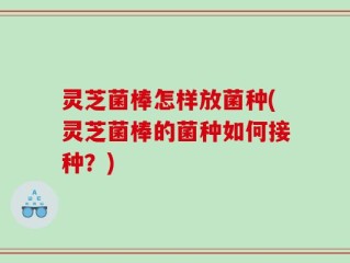 灵芝菌棒怎样放菌种(灵芝菌棒的菌种如何接种？)