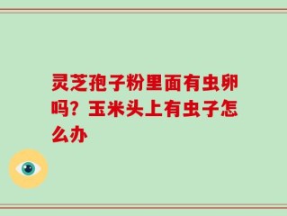 灵芝孢子粉里面有虫卵吗？玉米头上有虫子怎么办