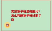 灵芝孢子粉显微图片？怎么判断孢子粉过期了没
