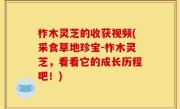 柞木灵芝的收获视频(采食草地珍宝-柞木灵芝，看看它的成长历程吧！)