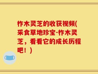 柞木灵芝的收获视频(采食草地珍宝-柞木灵芝，看看它的成长历程吧！)