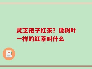 灵芝孢子红茶？像树叶一样的红茶叫什么