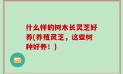 什么样的树木长灵芝好养(养殖灵芝，这些树种好养！)