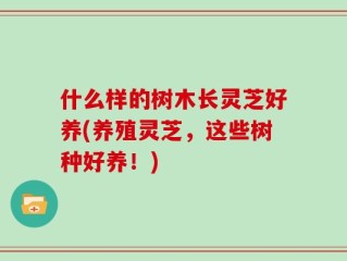 什么样的树木长灵芝好养(养殖灵芝，这些树种好养！)