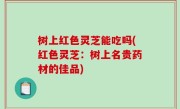 树上红色灵芝能吃吗(红色灵芝：树上名贵药材的佳品)