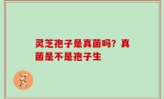 灵芝孢子是真菌吗？真菌是不是孢子生